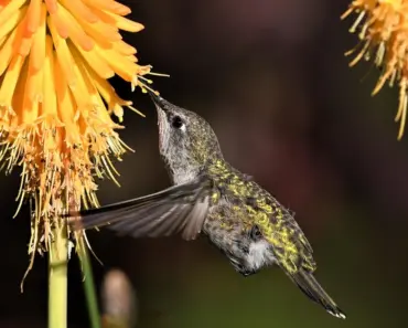 How to Make a Diy Hummingbird Swing