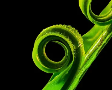 What Are Ferns Famous for