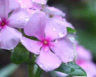 What Disease Does Periwinkle Cure