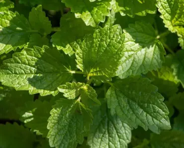 What is the Arousal Balm