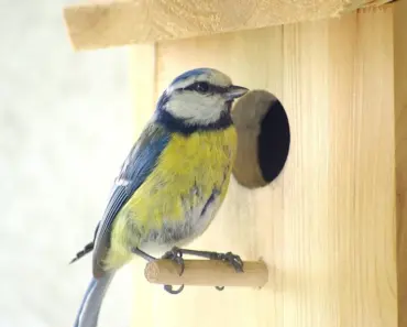 How Do You Explain Nesting