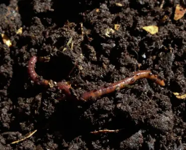 Why Are There No Earthworms in My Compost