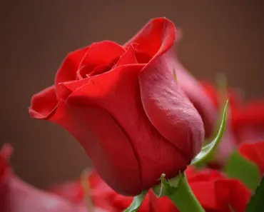 What Color Flower is Love