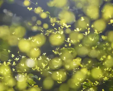What Flower Means Renewal