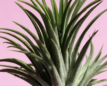 7 Easy Plant Combination Ideas for Container Gardens