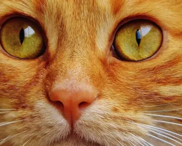Cats Diseases