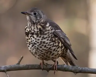 What Happens If You Have Thrush for Too Long