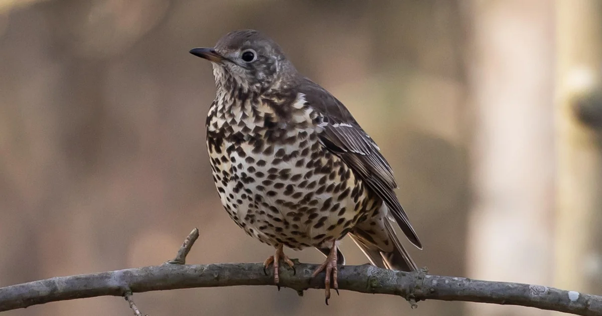What Happens If You Have Thrush for Too Long happens thrush long