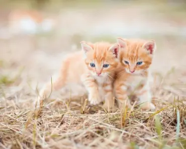 What Makes a Couple Cute