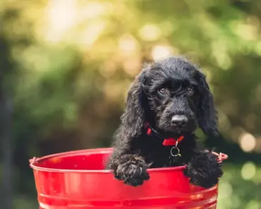 What Do You Put in a Compost Bucket in the Kitchen