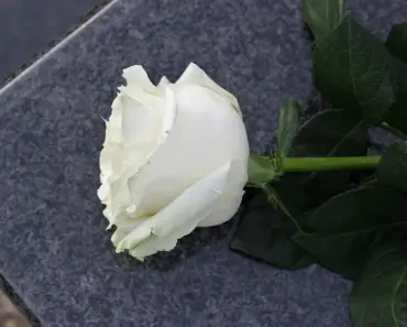 What Does a White Rose Symbolize