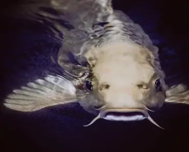 How to Tell If Catfish is Done How to Tell If Catfish is Done