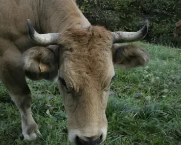 What Animal is Vaca in English