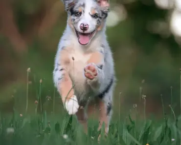 Does Aspca Cover Surgery for Dogs