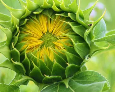 Why is Sunflower Not a Flower