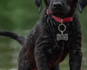 Is it Okay for Dogs to Walk on Rocks