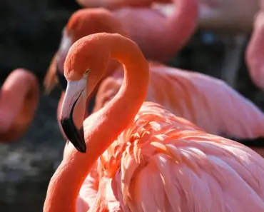 Is a Hooter a Bird