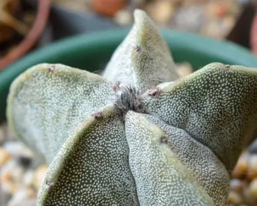 Which Plants Love Compost