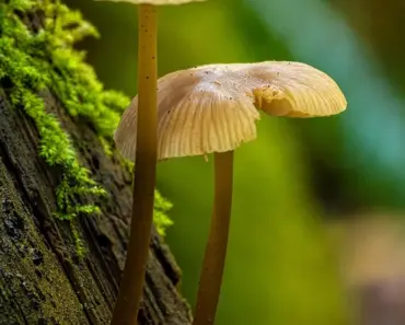 What Kills Wood Fungus