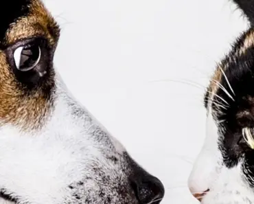 Can You Use Salicylic Acid on Nose
