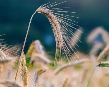 Who Invented Crop Insurance