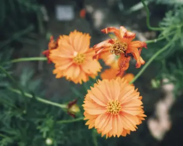 How Do You Start a Flower From a Cutting