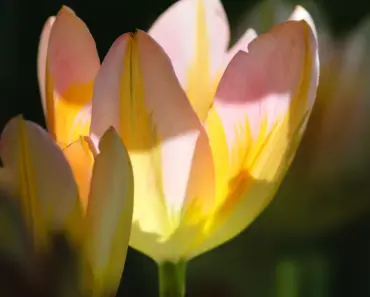 What Flower App is Free