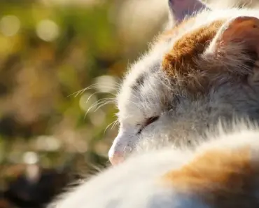 Should You Sleep With Your Cat