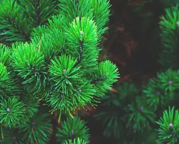 How Old is Southern Pines Nc