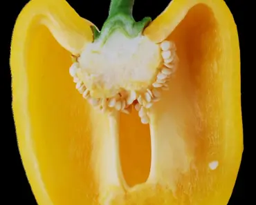 Pepper Plants Not Producing 7 Reasons and Solutions