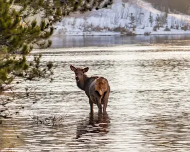 Is Elk Tenderloin Healthy