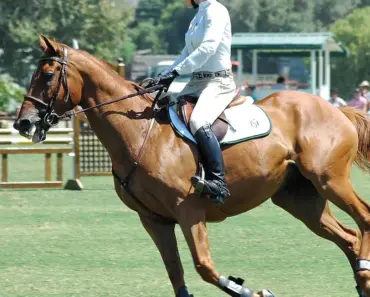 Who Are Asurions Competitors Who Are Asurions Competitors