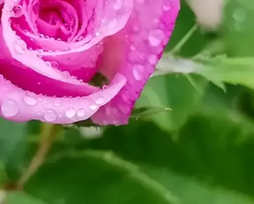 How Do You Make Real Roses
