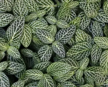How to Care for Monstera Plants