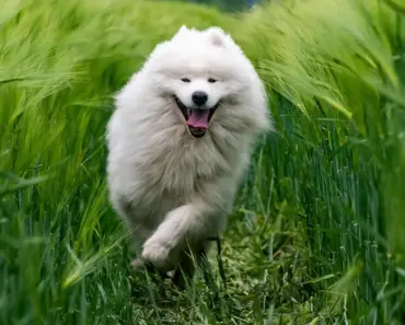 Can Dogs Drink Milk