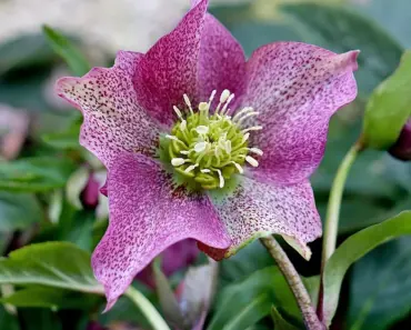 What Color Roses for Christmas