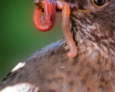 Can You Feed Earthworms Cornmeal