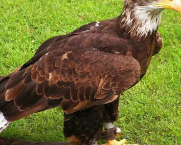 Where is Eagles Standing Room Only Where is Eagles Standing Room Only