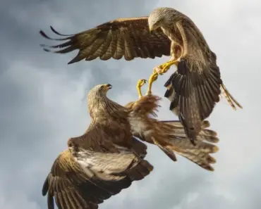 Where is the Black Hawk Tribe Located Where is the Black Hawk Tribe Located