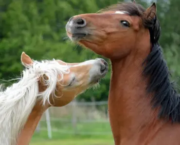 Why Country Life is the Best