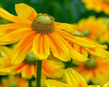 What is the Demand for Cut Flowers