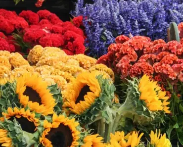What Can I Spray on Flowers to Preserve Color