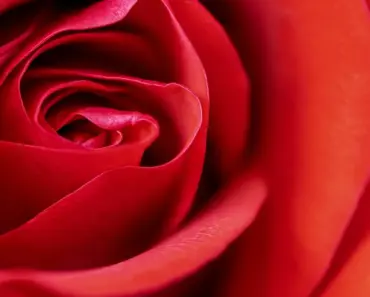 7 Climbing Roses That Bloom All Summer for Lasting Beauty