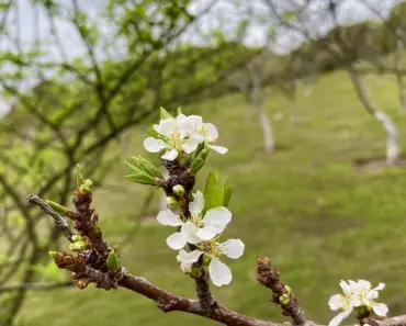 How Much Does Dr Lee Charge to Remove Cysts