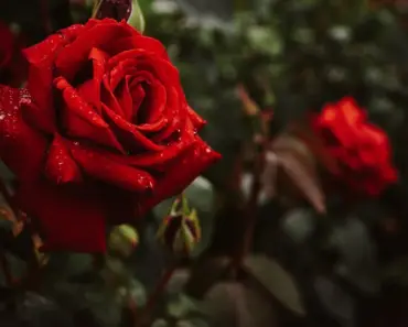 Do You Give White Roses for Funeral