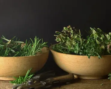 Organic Gardening Tips