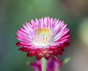 What Flower Means Goodbye Forever