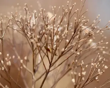 How Long Will Dried Flowers Keep Their Color