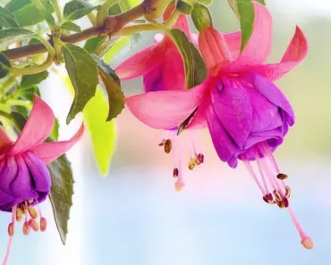 Do Flower Boxes Need a Liner