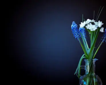Does Putting a Penny in a Vase Help Tulips Does Putting a Penny in a Vase Help Tulips